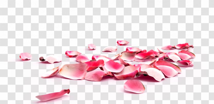 Exfoliation Skin Callus Foot Rose - Magenta - Purple Petals Falling Material Element Transparent PNG