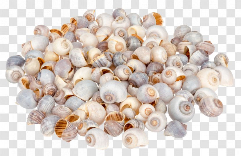 Pila Globosa Seashell Gastropod Shell Gastropods - Sea Snail Transparent PNG