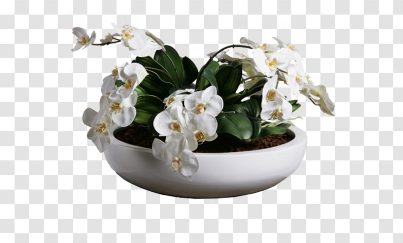 Flowerpot Orchids Plant Cut Flowers White - Tree - Cradle Transparent PNG