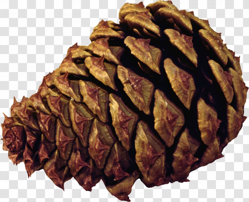 Pine Spruce Conifer Cone Tree - Material Transparent PNG