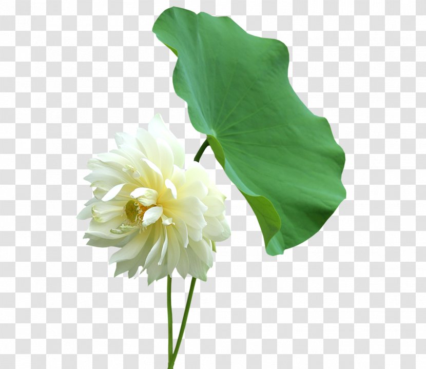 Nelumbo Nucifera Leaf Cut Flowers Petal - Lotus Transparent PNG