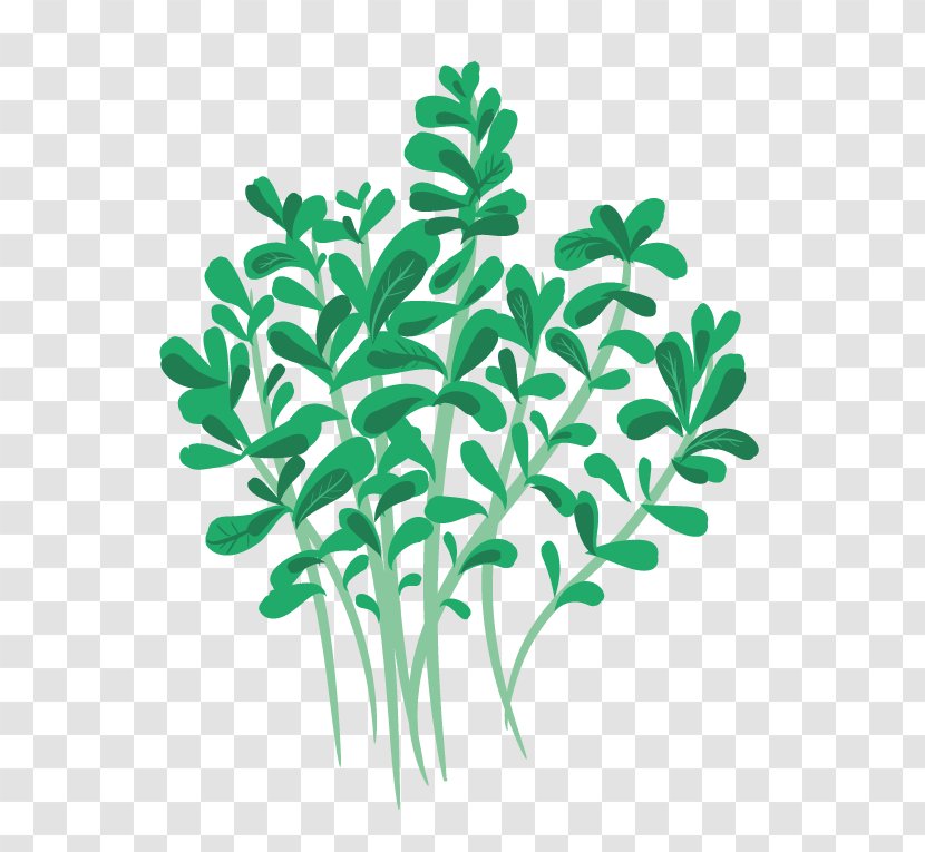 Greenify Oregano Stuffing Herb Leaf Vegetable - Spice - Mentha Spicata Transparent PNG