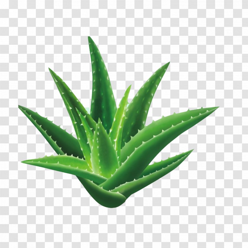 Aloe Vera Seed Houseplant Gel - Xanthorrhoeaceae Transparent PNG