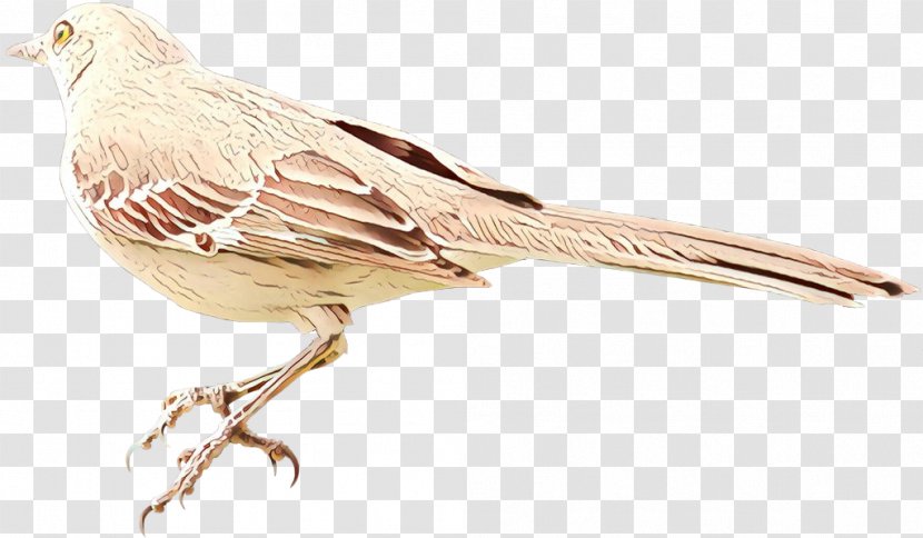 Feather - Beak - Lark Songbird Transparent PNG