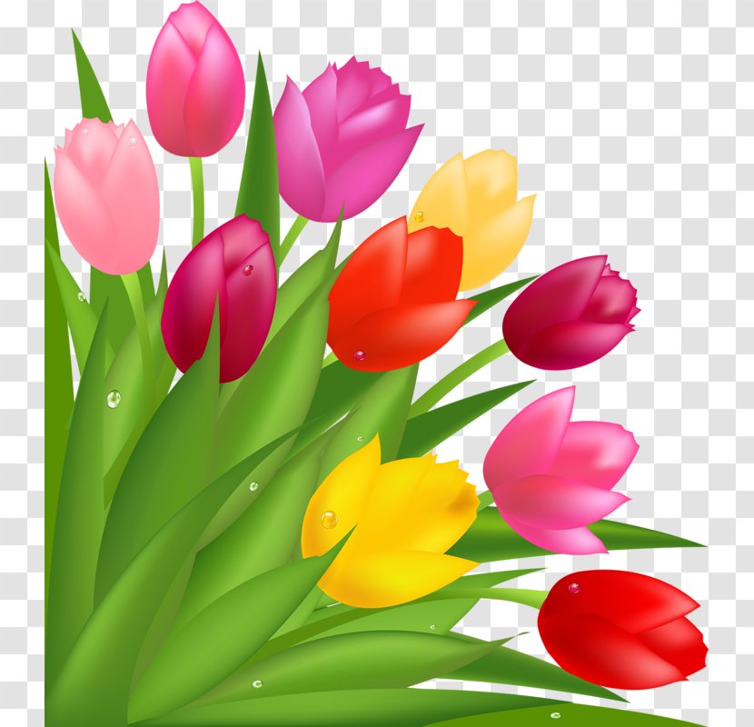 Flower Bouquet Tulip Mothers Day Clip Art - Flowering Plant - Beautiful Tulips Transparent PNG
