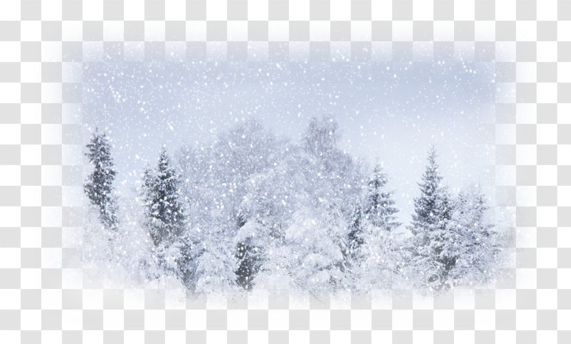 Snow Weather Winter Storm Blizzard - Conifer Transparent PNG