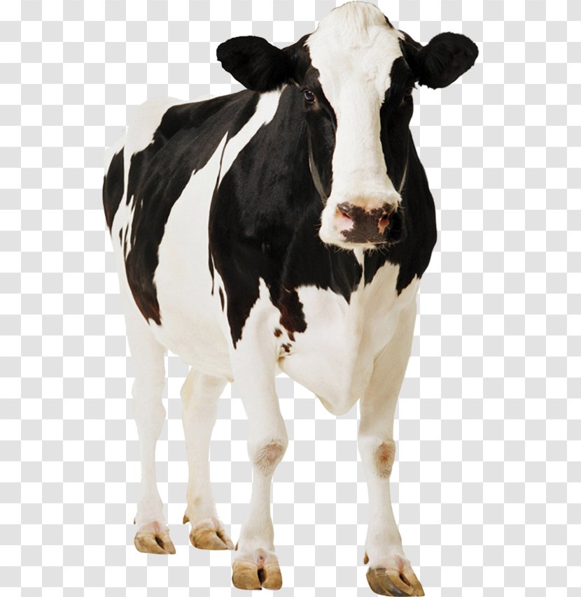 Cow Background - Animal Figure - Bull Transparent PNG
