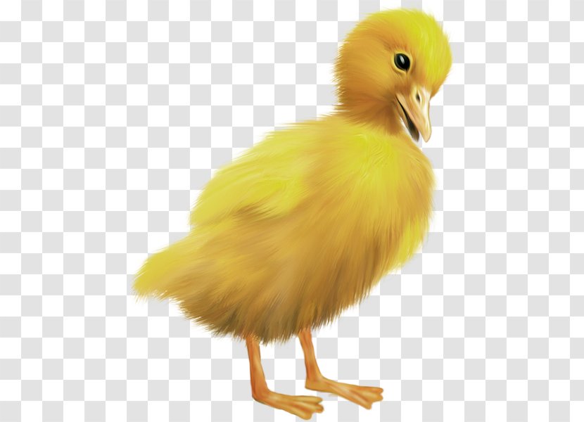 Duck Feather Beak Chicken As Food - Easter Chicks Transparent PNG