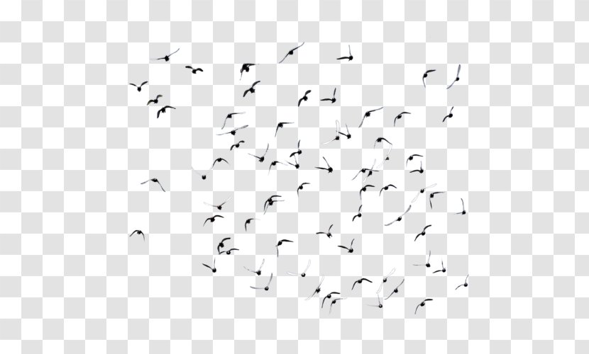 Bird Image Desktop Wallpaper Flock - Tiff Transparent PNG