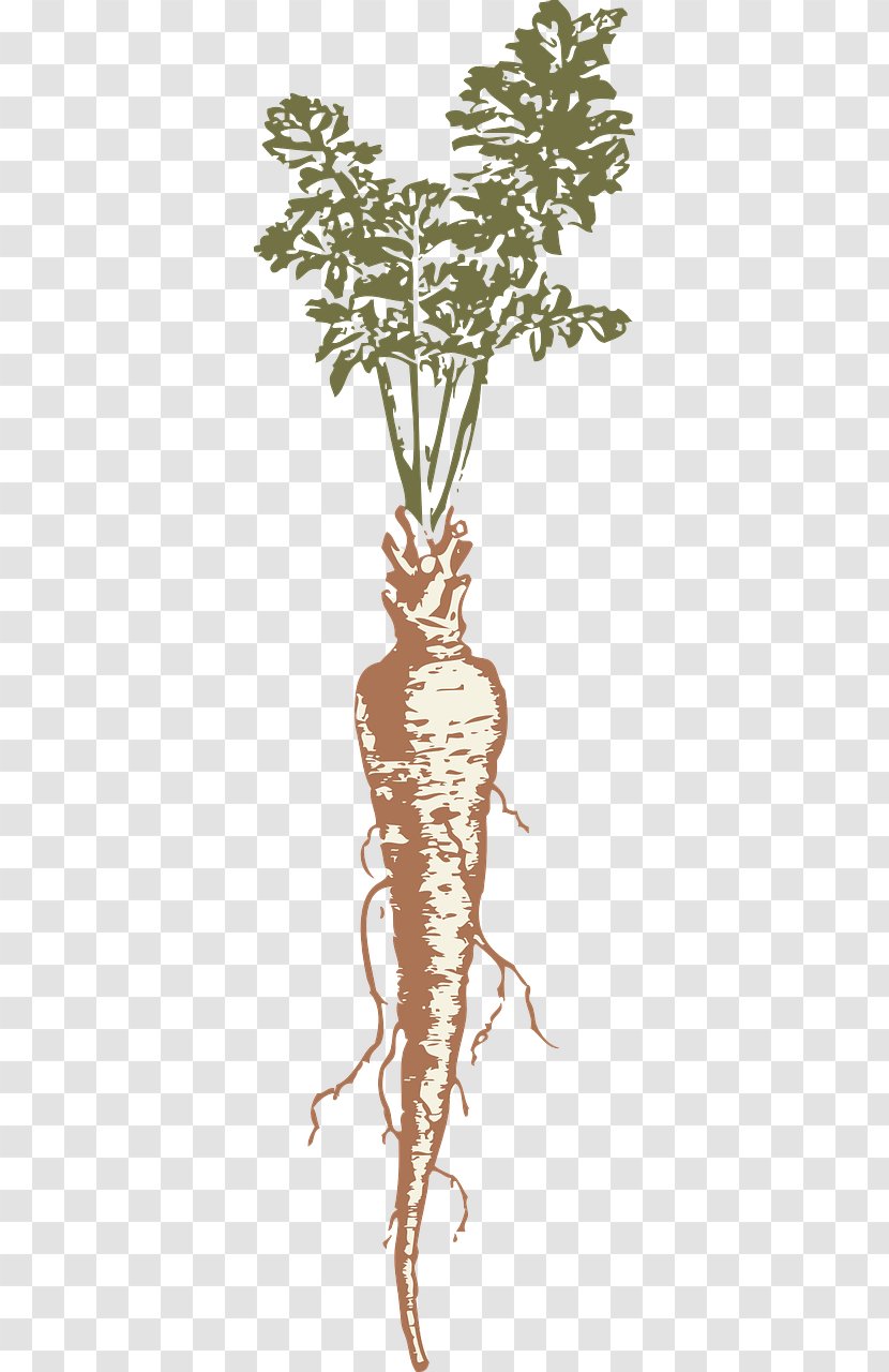 Root Vegetables Parsnip Clip Art - Tree Transparent PNG