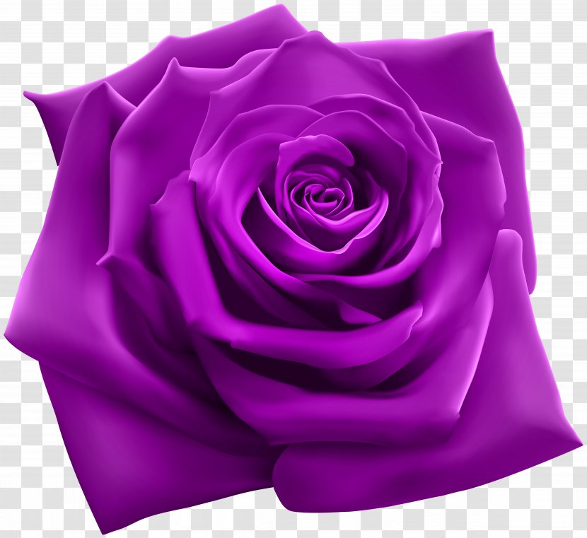 Rose Stock Illustration Photography - Frame - Purple Clipart Image Transparent PNG