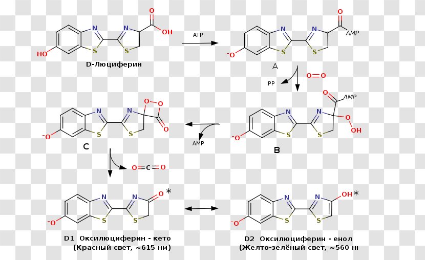 Lewis Structure Luciferin Redox Diagram Molecule - Cartoon - Russian Transparent PNG