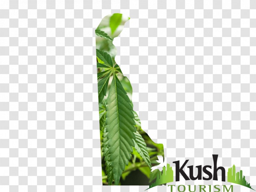 Leaf Plant Stem Hemp Tree Transparent PNG