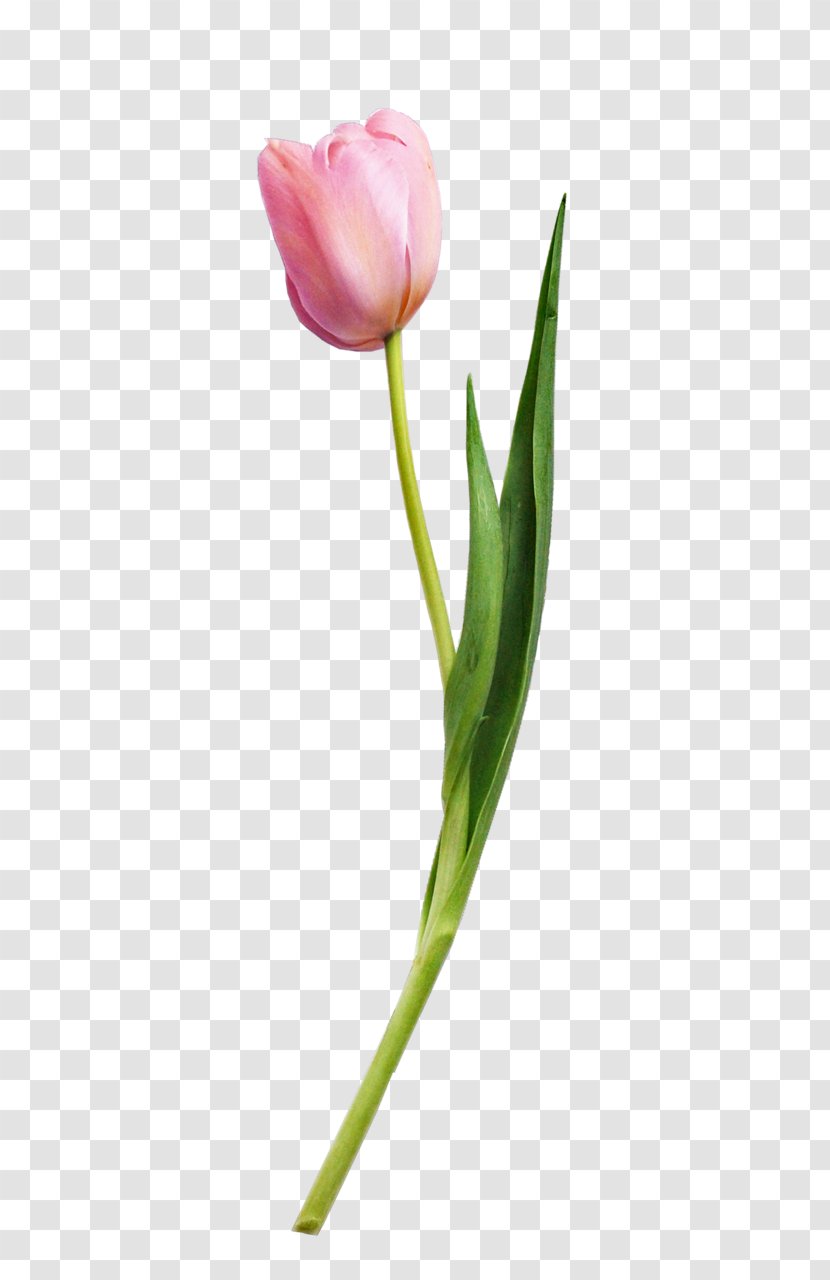 Tulip Flower Plant - Cut Flowers - Plants Transparent PNG