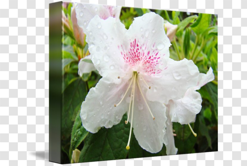 Azalea Rhododendron Floral Design Flower Landscape - Woody Plant Transparent PNG