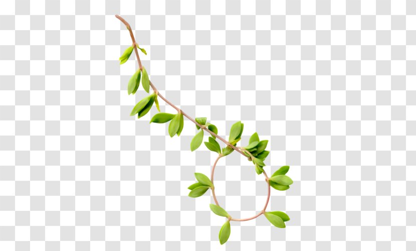 Leaf Twig Weeping Willow Branch - Tree Transparent PNG