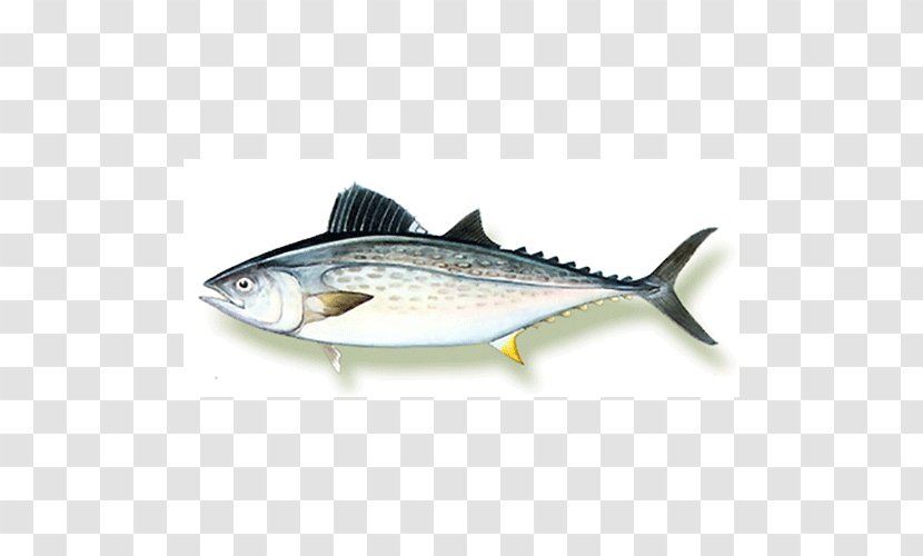 Mackerel Fish Products Sardine Oily 09777 - Anchovy - Bonito Transparent PNG