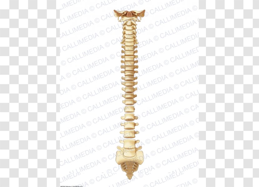 Vertebrate Vertebral Column Bone Anatomy - Human Skeleton - Brass Transparent PNG