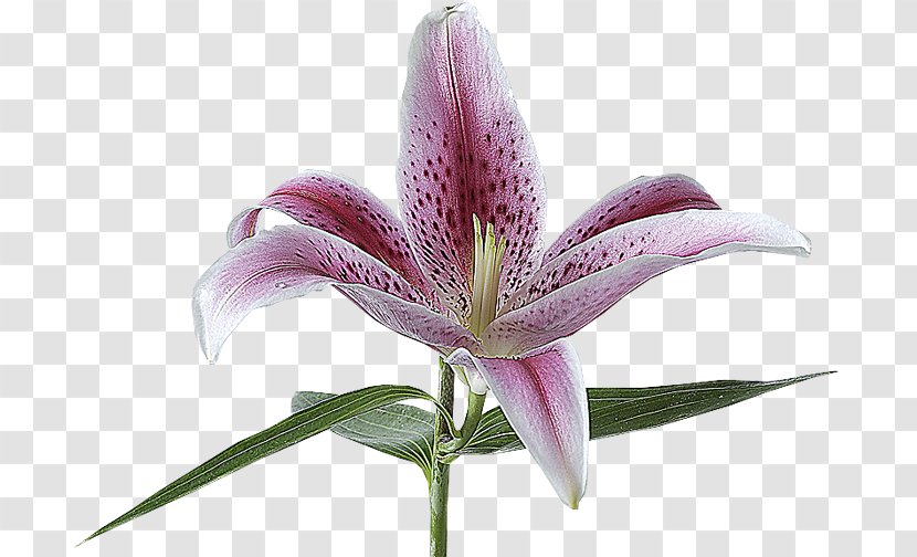 Lilium Flower Lily 'Stargazer' Alentejo Mkulima Young Transparent PNG