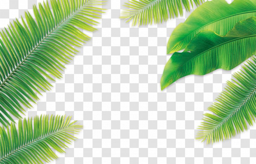 Leaf Coconut Arecaceae - Raster Graphics - Leaves Transparent PNG