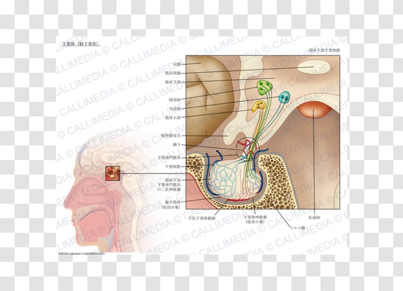 Pituitary Gland Anatomy Endocrine Infundibulum Of Uterine Tube - Watercolor - Brain Transparent PNG