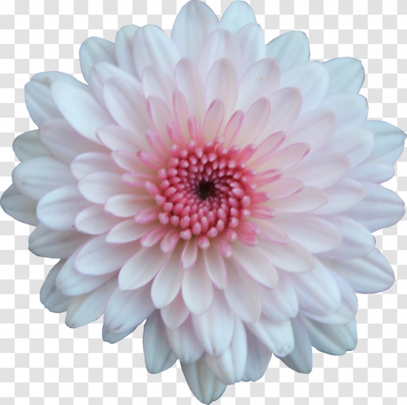 Chrysanthemum Flower Transvaal Daisy - Family - Flowers Transparent PNG