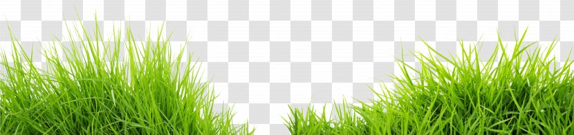 Green Grass Road Meadow - Plant - Image Picture Transparent PNG