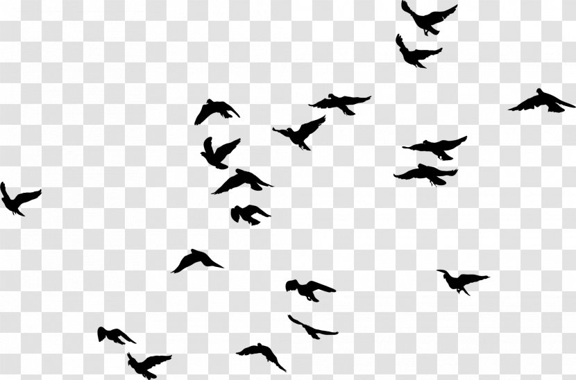 Black Birds - Pattern - Drawing Transparent PNG