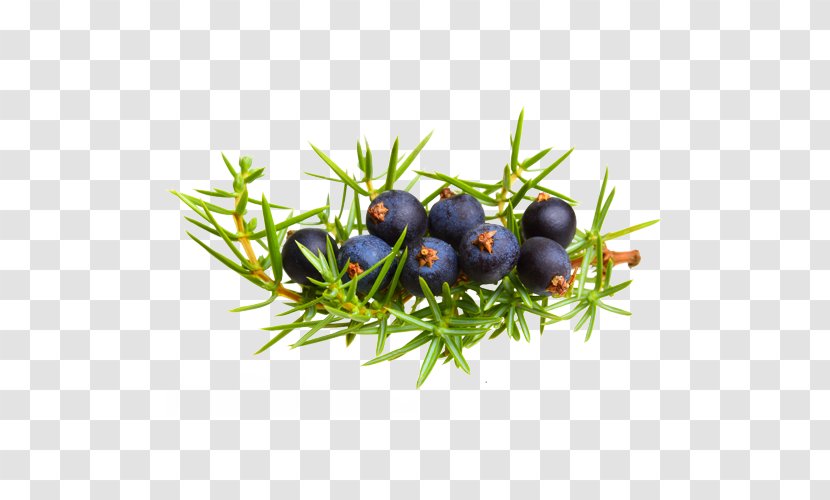 Juniper Berry Common Photography Royalty-free - Empetrum Transparent PNG