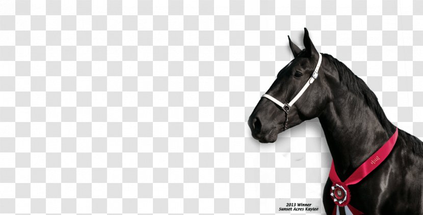 Horse Harnesses Tack Mustang Stallion Rein - Supplies - Mud Transparent PNG