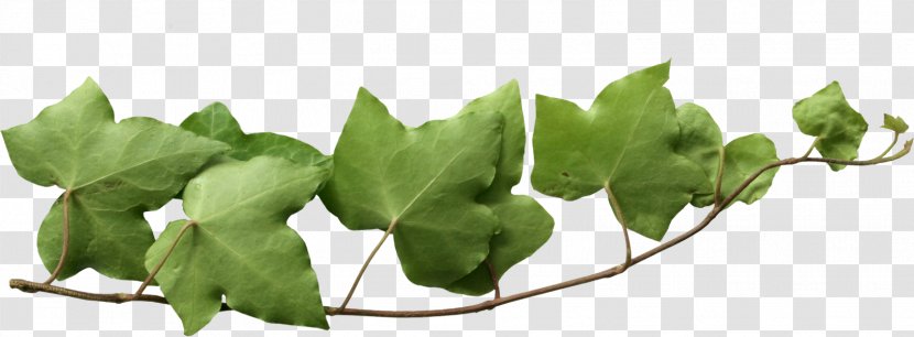 Common Ivy Vine Bindweeds Clip Art - Branch - 树叶 Transparent PNG