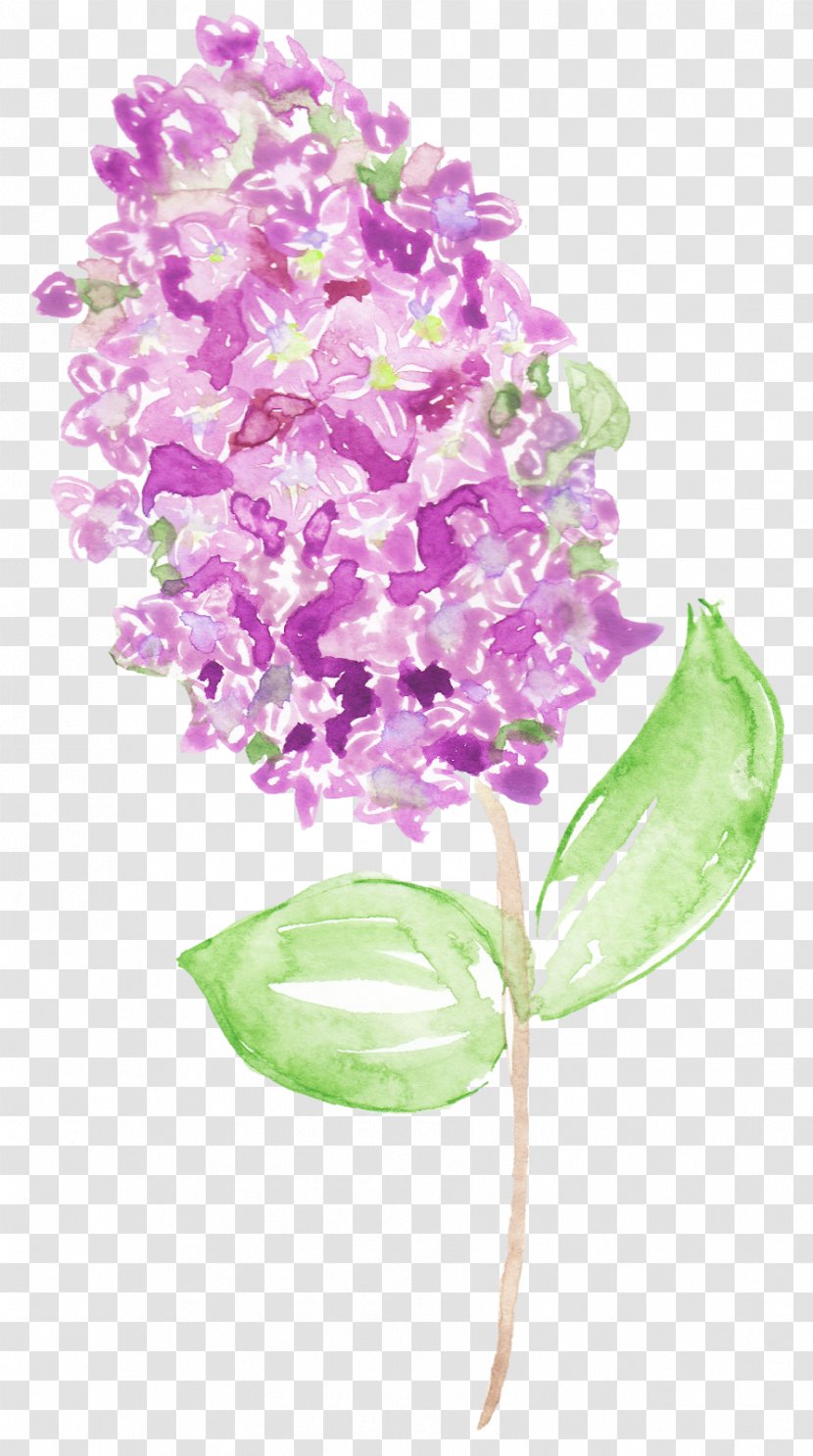 Watercolor Painting Image Flower Vector Graphics - Lilac - Hydrangea Sclance Transparent PNG
