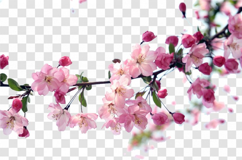 Plum Blossom Download Icon - Google Images - Flower Transparent PNG