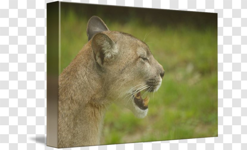 Cougar Lion Whiskers Big Cat - Animal Transparent PNG