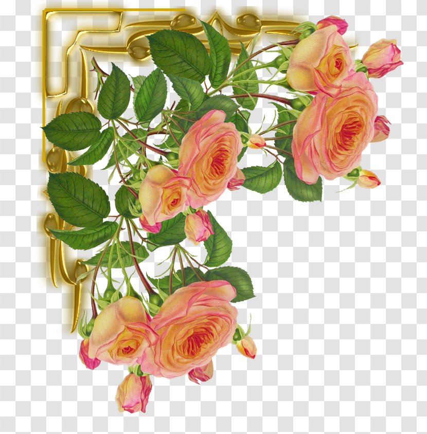 Cut Flowers Garden Roses Color Pin - Plant - Foto Transparent PNG