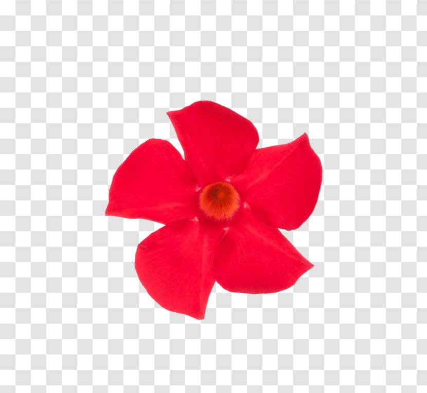 Rocktrumpet Flowering Plant Mimi & Red Cut Flowers - Facebook - Mandevilla Sanderi Transparent PNG