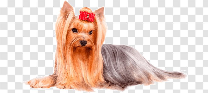 Yorkshire Terrier Glen Of Imaal Norwich Australian Silky - Dog Like Mammal - Puppy Transparent PNG