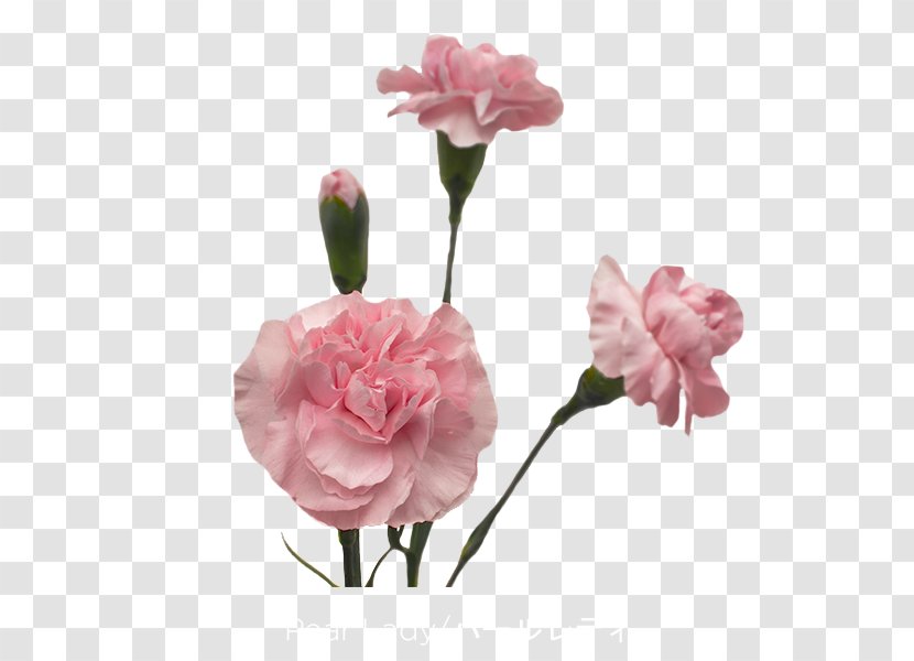 Garden Roses Carnation Cut Flowers Pink - Plant Stem - Jade Flower Transparent PNG