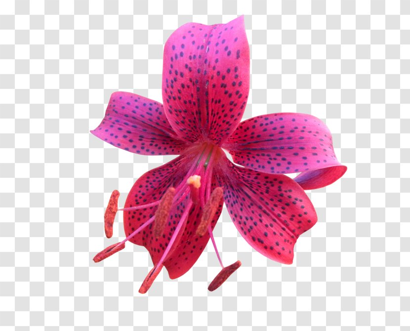 Shoe Magenta Red Hat - Moth Orchid - Kc135a Transparent PNG