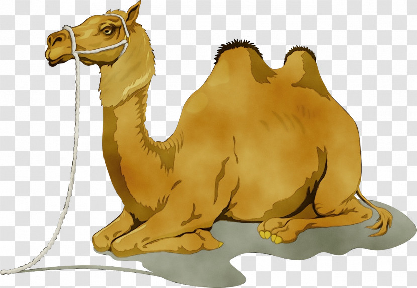 Camels Drawing Desert Bedouin Cartoon Transparent PNG