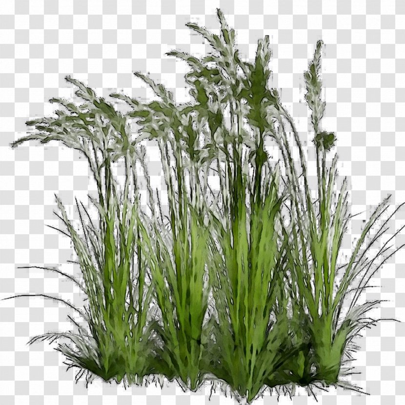 Sweet Grass Clip Art Plants Ornamental Sedges - Chrysopogon - Houseplant Transparent PNG
