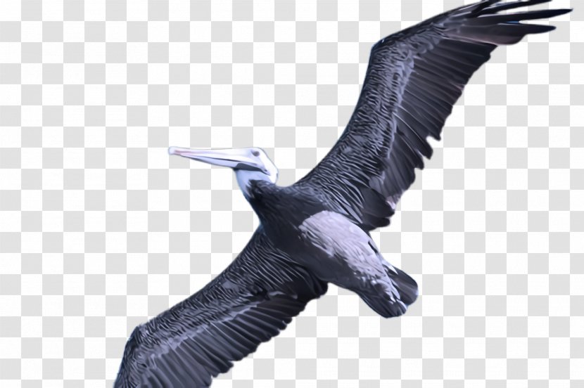 Bird Beak Wing Seabird Suliformes - Goose Condor Transparent PNG