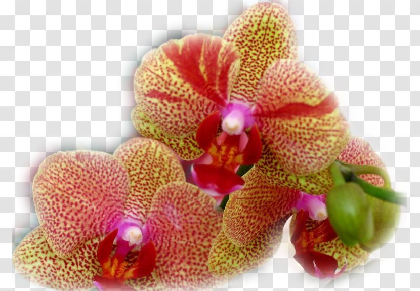 Moth Orchids Flower Clip Art - Yandex Search Transparent PNG