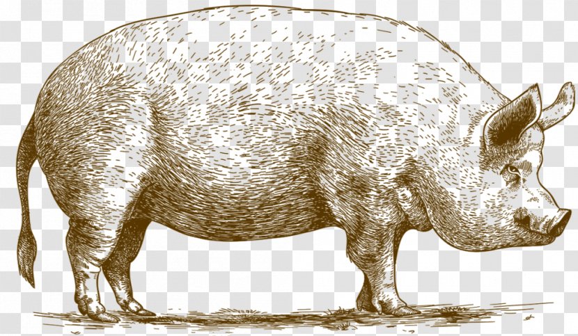 Domestic Pig The Astronomer's Breed Meat - Ham Sausage Transparent PNG