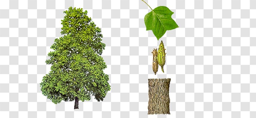 Liriodendron Tulipifera State Tree Broad-leaved - Branch Transparent PNG
