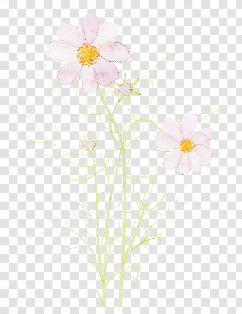 Flower Petal Plant Wildflower Japanese Anemone Transparent PNG