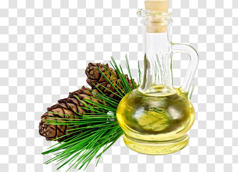 Pine Oil Nut Pinus Sibirica - Conifer Cone Transparent PNG