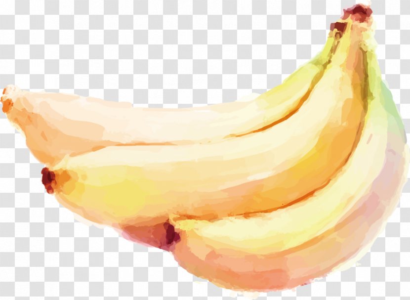 Watercolor Painting Auglis Banana Vegetable Transparent PNG