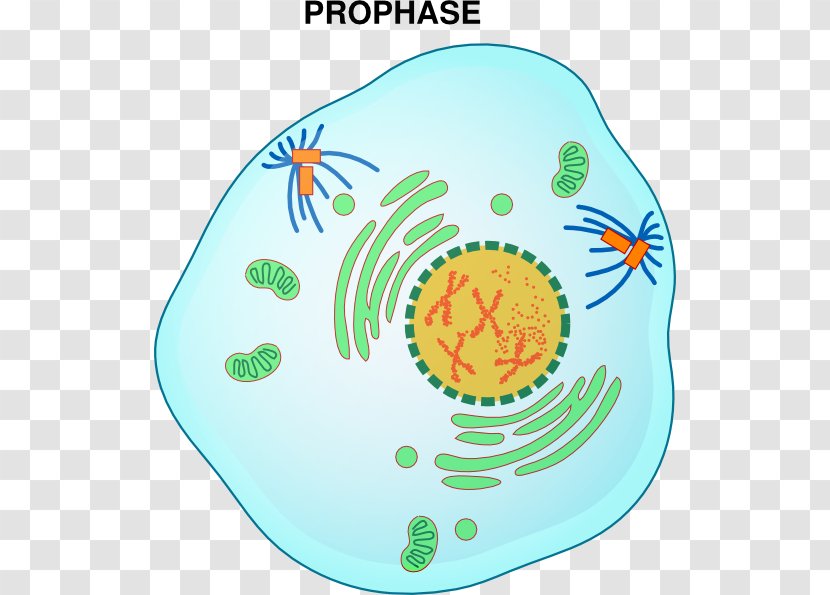 Prophase Mitosis Metaphase Interphase Telophase - Watercolor-bear Transparent PNG