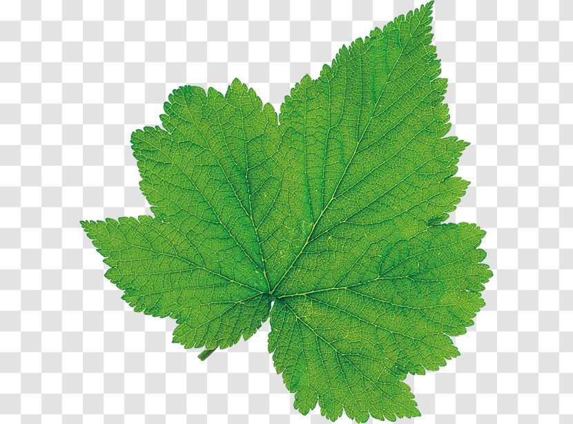 Leaf Green Algorithm Scalar - List - Maple Transparent PNG